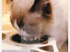 -屋虎猫馆(宝安大仟里店)