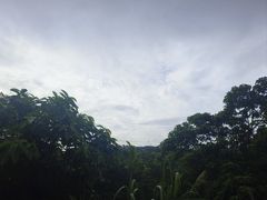 -深圳仙湖植物园