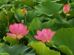 -荷塘月色湿地公园·向阳花洲