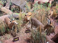 -陕西自然博物馆