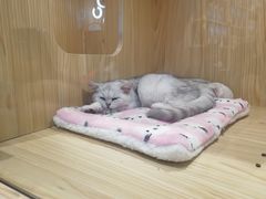 -屋虎猫馆(宝安大仟里店)