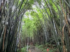 -黄埔油麻山森林公园