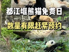 -都江堰中华大熊猫苑