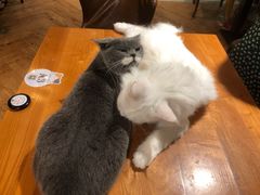 -猫小院猫主题餐厅(三里屯店)