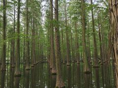 -渌洋湖湿地公园