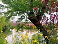 -南汇桃花村