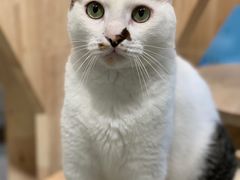 -momokira米努特·德文卷毛猫·棉花面纱犬