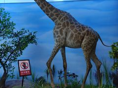 -西霞口神雕山野生动物世界