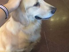 -百好乐宠物友好餐厅(朝外大街店)