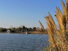-杭州湾海上花田景区