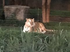 -清迈夜间动物园