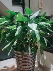 -香秀空间科技抗衰·美容中心