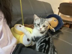 -猫爪屋猫咖(乐汇城店)