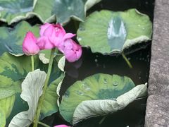 -西安凯悦酒店·湖畔中餐厅
