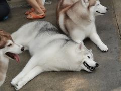 -TrueLove @ Neverland (Husky Cafe)