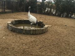 -盐城丹顶鹤湿地生态旅游区