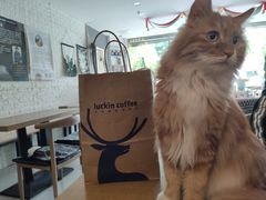 -平行世界·猫咖(首经贸店)
