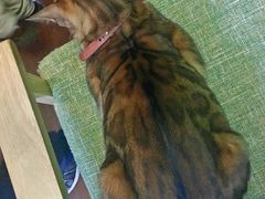 -李小姐の猫咖啡馆(五角场店)