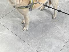 -半岛宠物医院24小时(白果林店)
