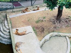 -深圳野生动物园