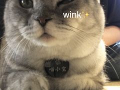 -啵啵喵·猫咖(攀华国际店)