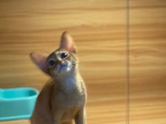 -猫十亿·布偶金渐层·曼基康矮脚猫舍(青年路店)