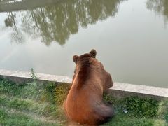 -上海野生动物园