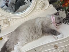 -共舞时光猫咖·狗咖(新街口店)