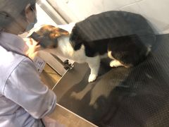 -宠爱国际动物医院·消化内科·心肾内科·ISFM猫友好(望京店)