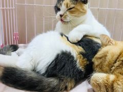 -藏猫猫咖啡主题馆(中央大道店)