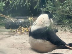 -石家庄市动物园