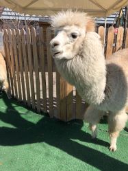 -萌宠亲子动物乐园(槐房万达店)