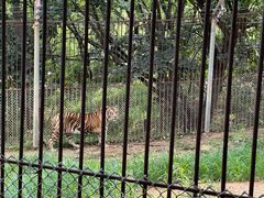 -青岛森林野生动物世界