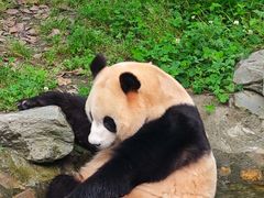-卧龙中华大熊猫苑神树坪基地