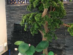 景观位-大榕树下顺德菜(融创茂店)