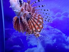 -芜湖新华联大白鲸海洋公园