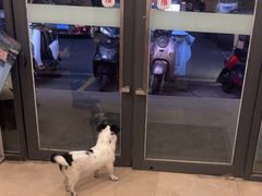 -艾贝尔宠物医院·狂犬免疫点(江山金象城店)