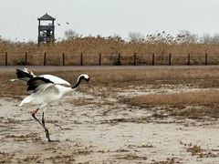 -盐城丹顶鹤湿地生态旅游区