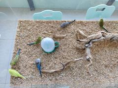 -怪兽屋·羊驼·猫咖·狗咖(俊华广场店)