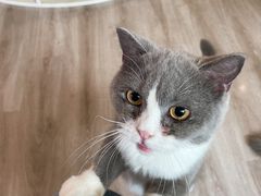 -喵的天空名猫咖啡馆·撸猫·猫舍·用品