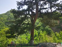 -秦岭终南山世界地质公园翠华山景区