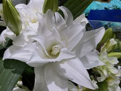 -双季花艺园艺市场(浦东店)