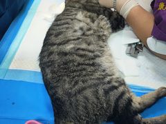 -康成宠物医院24H·CT·核磁共振