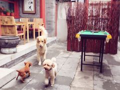 -百好乐宠物友好餐厅(朝外大街店)