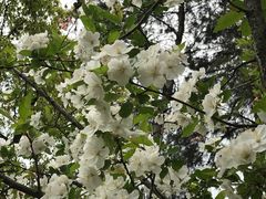 -铁山坪森林公园