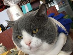 -福尔喵斯探案馆实景搜证·沉浸式剧本杀