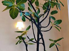 -小团圆糖水铺(襄阳南路店)