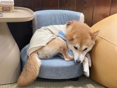 -逗柴咖啡屋·狗咖猫咖宠物桌游