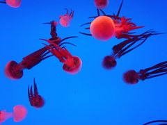 -上海海洋水族馆