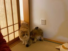 -猫在这儿猫咪咖啡馆·撸猫馆